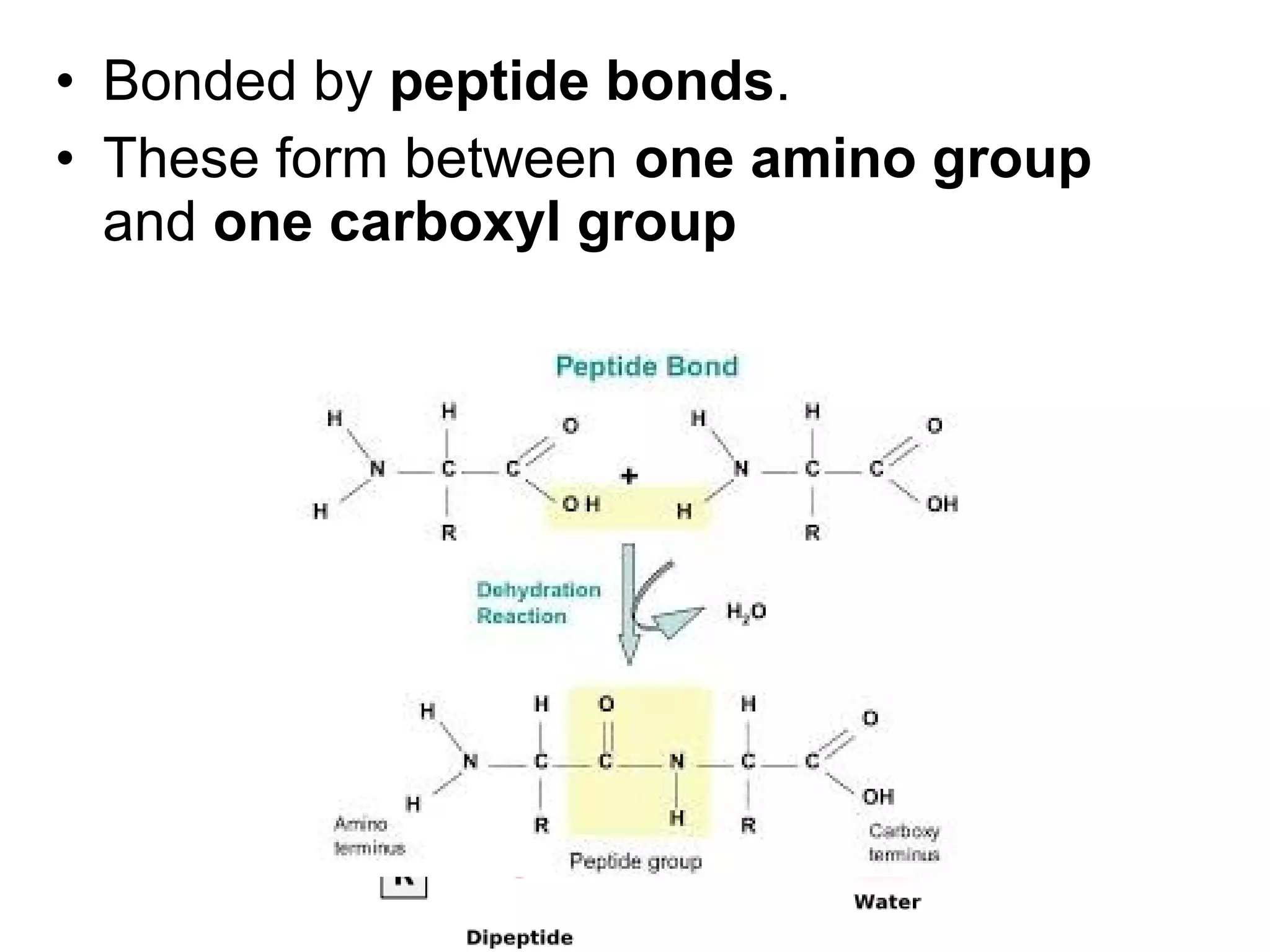 • Bonded by peptide bonds.
• These form between one amino group
and one carboxyl group
 