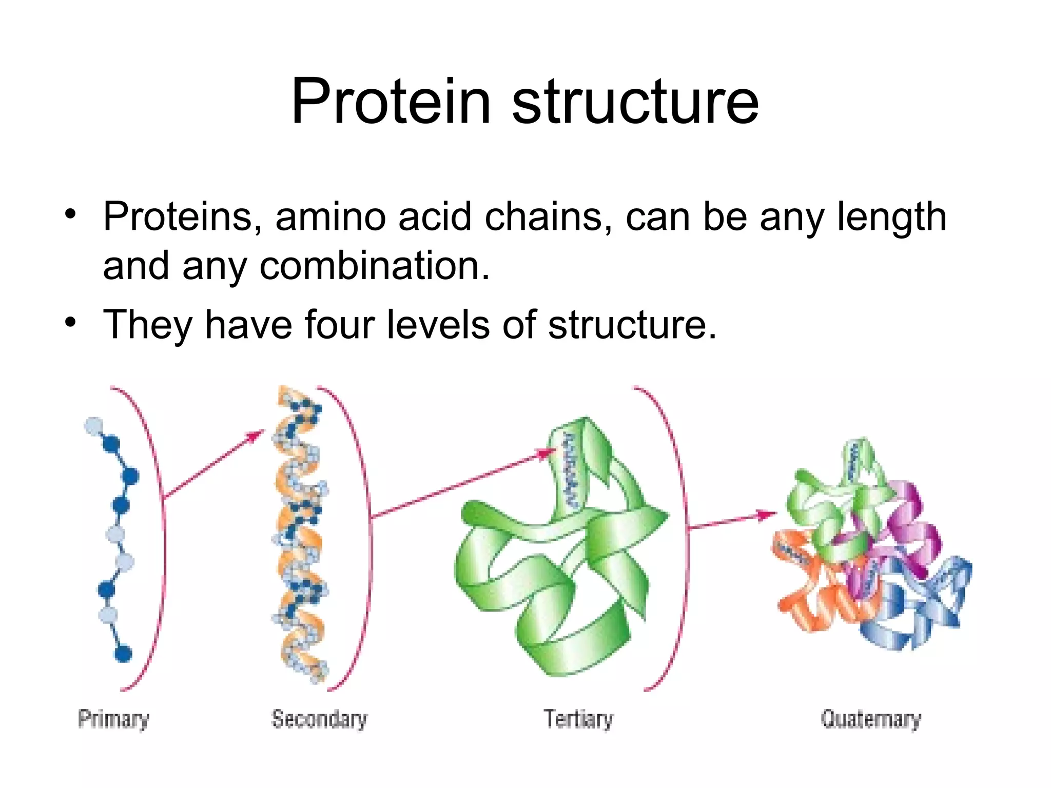 Protein structure
• Proteins, amino acid chains, can be any length
and any combination.
• They have four levels of structure.
 