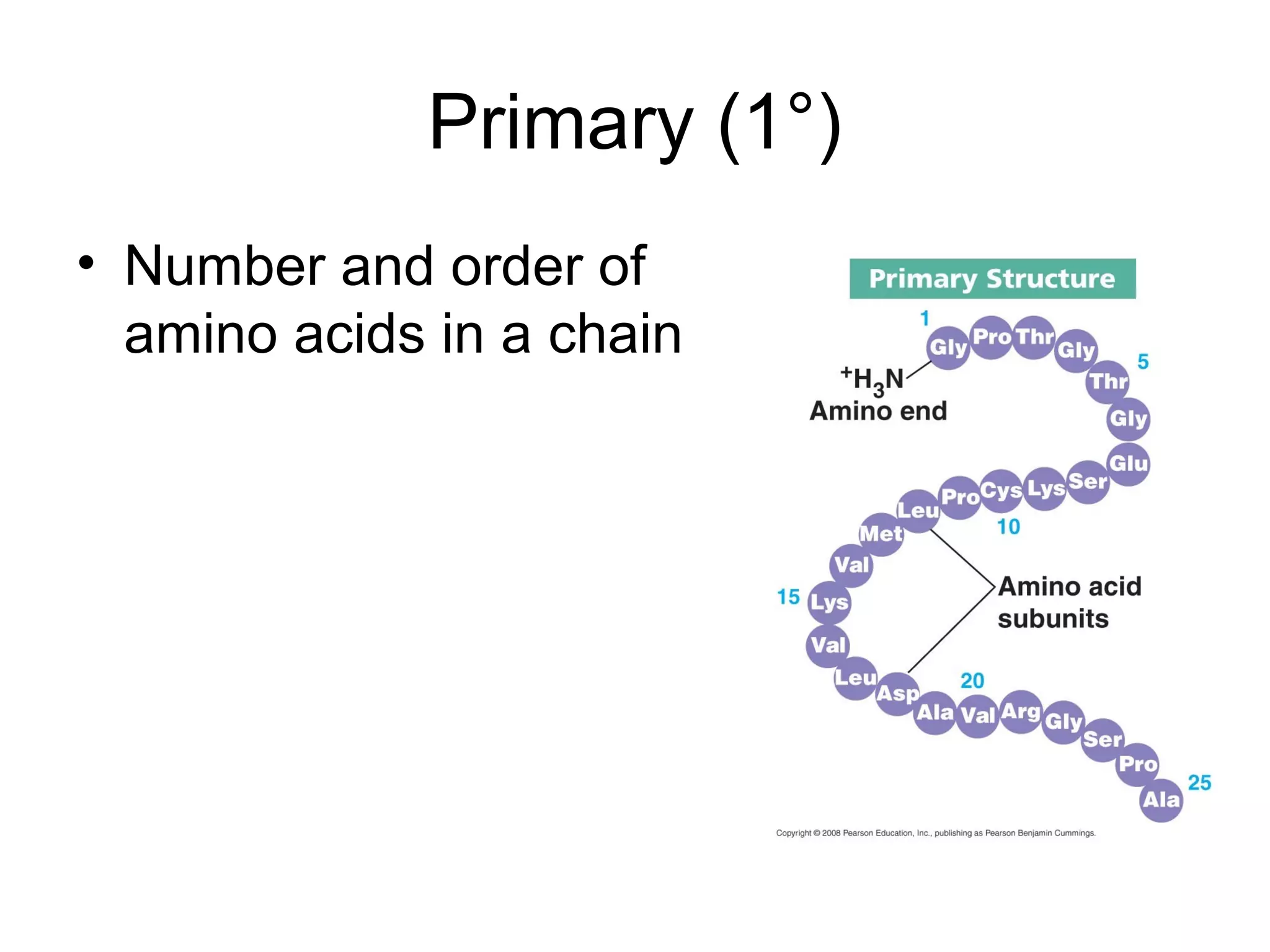 Primary (1°)
• Number and order of
amino acids in a chain
 