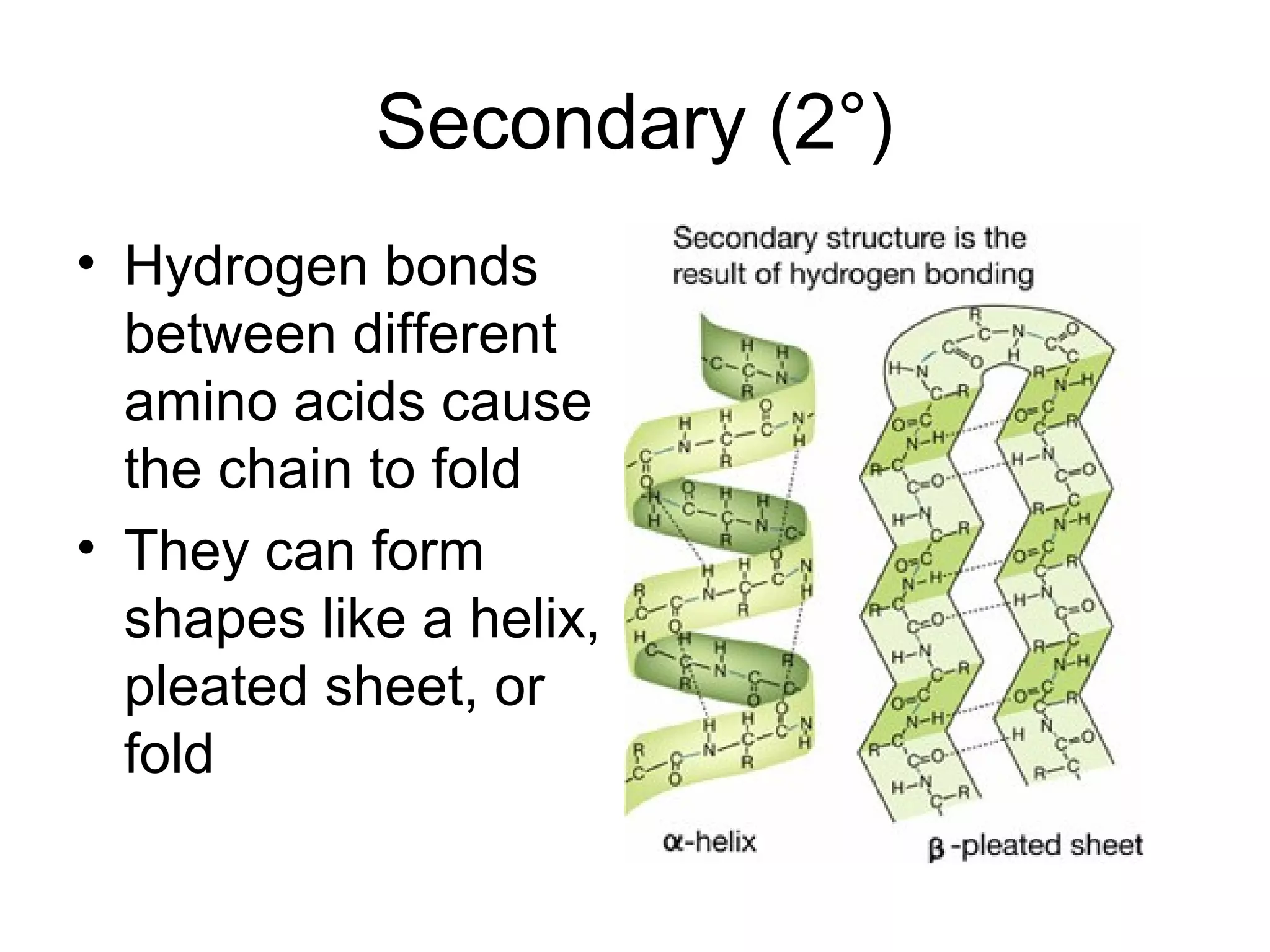 Secondary (2°)
• Hydrogen bonds
between different
amino acids cause
the chain to fold
• They can form
shapes like a helix,
pleated sheet, or
fold
 