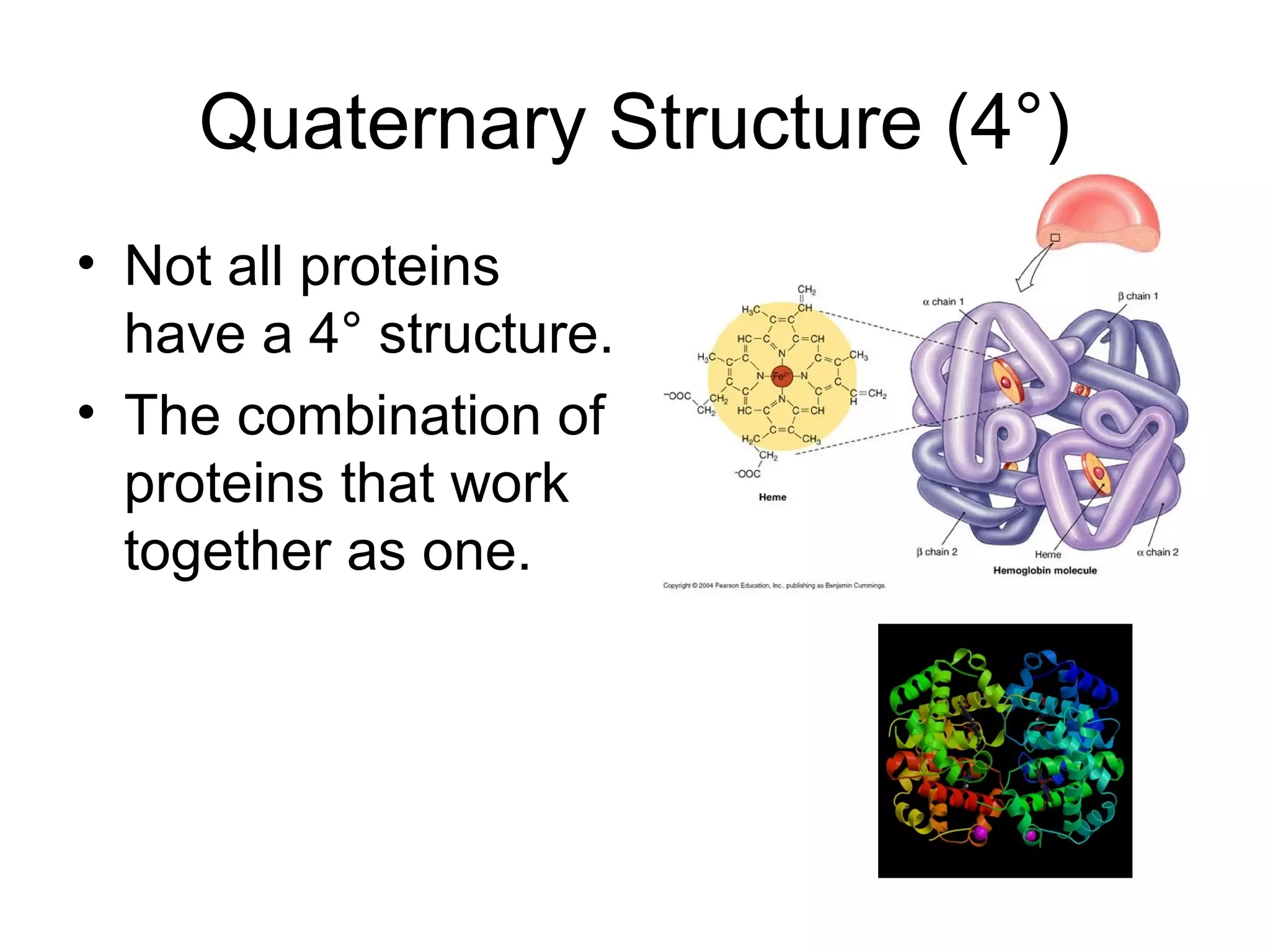 Quaternary Structure (4°)
• Not all proteins
have a 4° structure.
• The combination of
proteins that work
together as one.
 