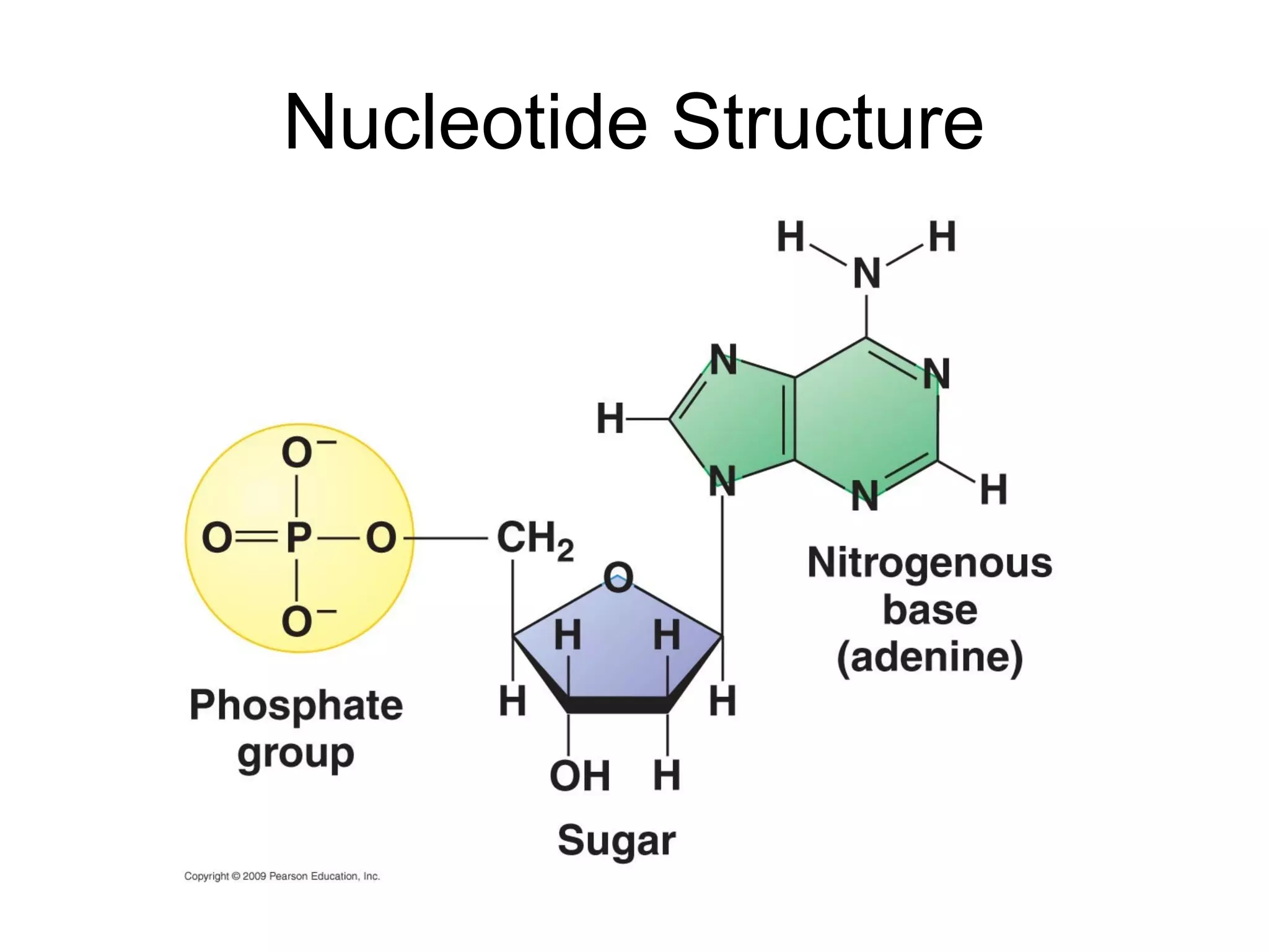 Nucleotide Structure
 