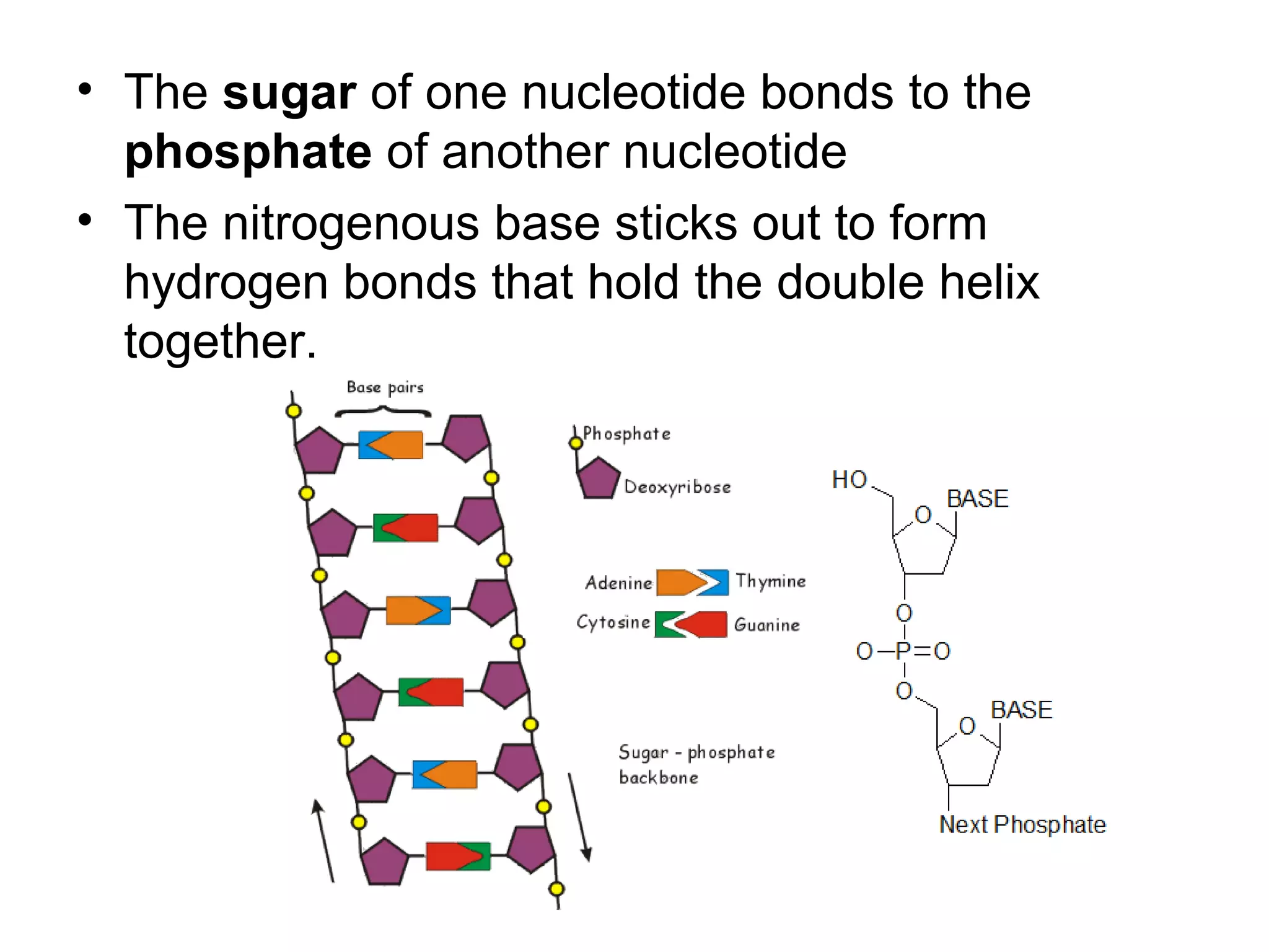 • The sugar of one nucleotide bonds to the
phosphate of another nucleotide
• The nitrogenous base sticks out to form
hydrogen bonds that hold the double helix
together.
 