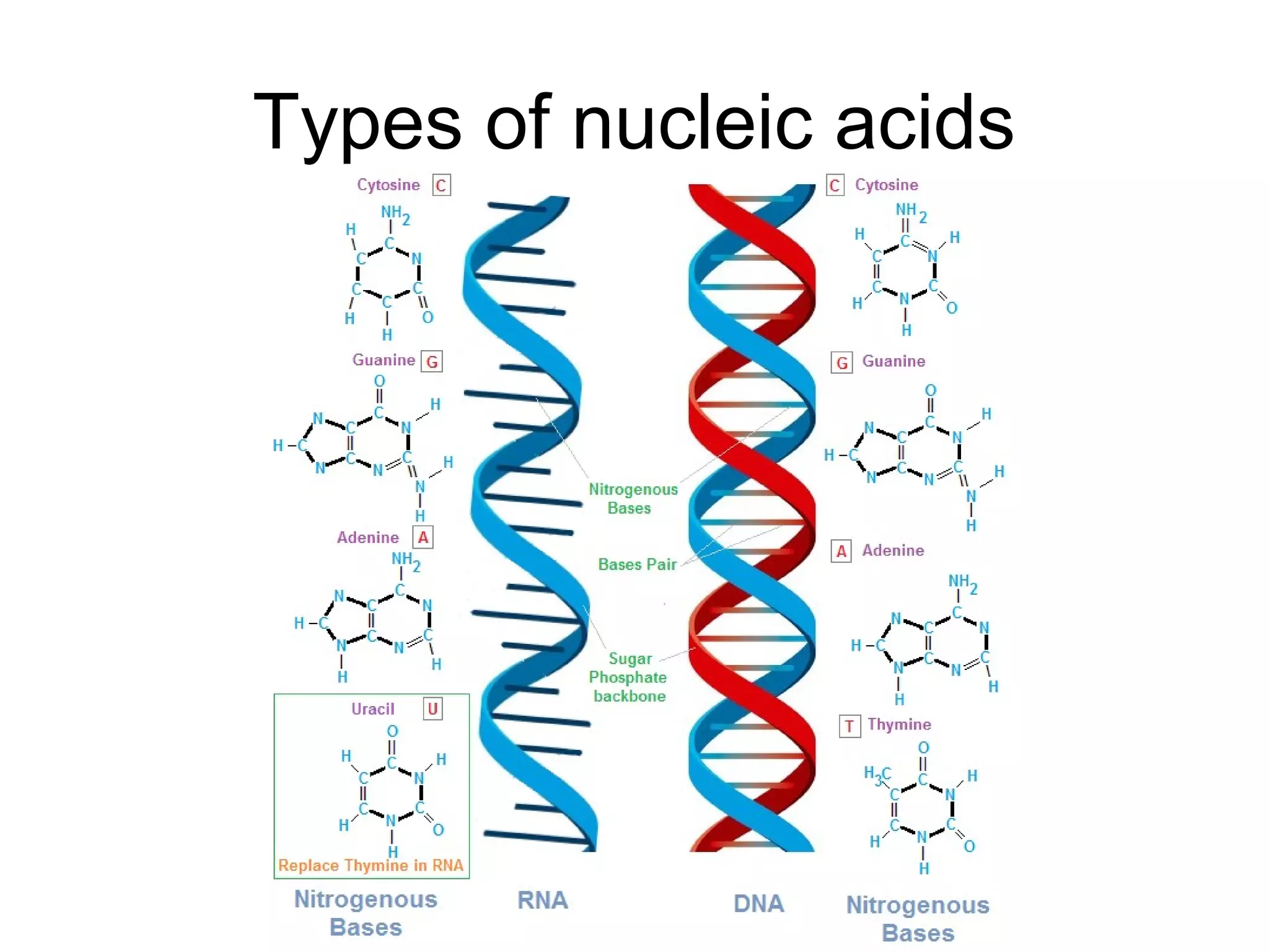 Types of nucleic acids
 