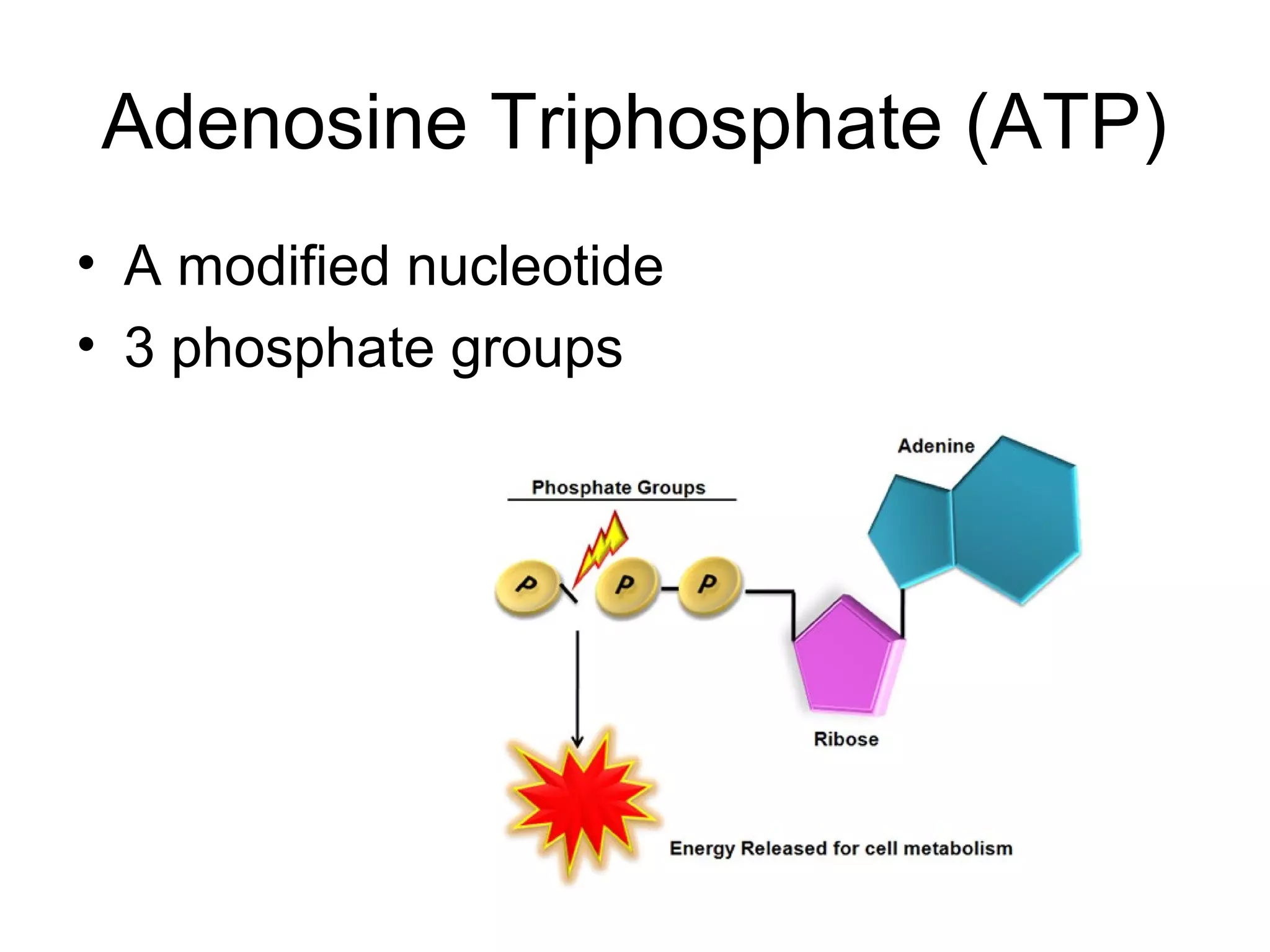 Adenosine Triphosphate (ATP)
• A modified nucleotide
• 3 phosphate groups
 