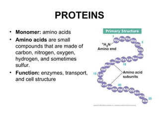 Cells building blocks of life worksheet