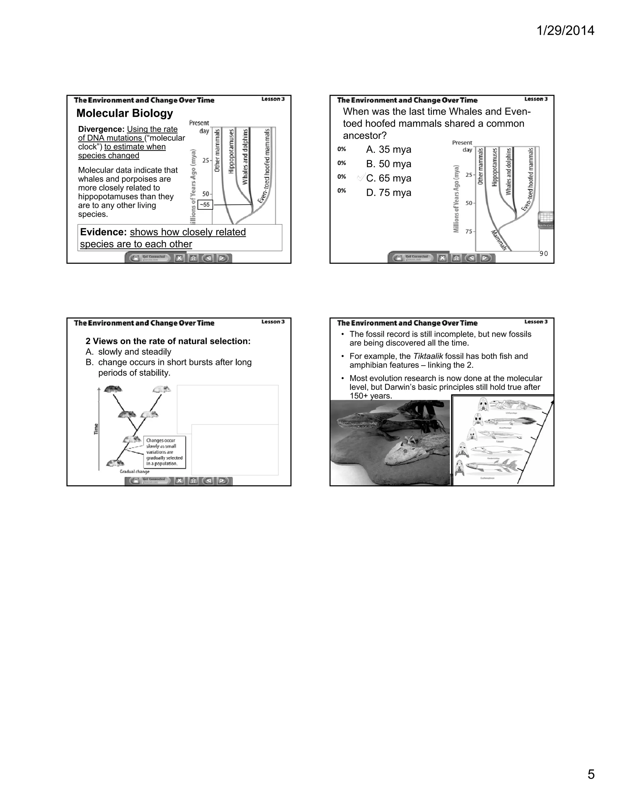 1/29/2014
5
Divergence: Using the rate
of DNA mutations (“molecular
clock”) to estimate when
species changed
Molecular data indicate that
whales and porpoises are
Molecular Biology
whales and porpoises are
more closely related to
hippopotamuses than they
are to any other living
species.
~55
Evidence: shows how closely related
species are to each other
When was the last time Whales and Even-
toed hoofed mammals shared a common
ancestor?
0%
0%
0%
A. 35 mya
B. 50 mya
C 65 mya
0%
C. 65 mya
D. 75 mya
90
2 Views on the rate of natural selection:
A. slowly and steadily
B. change occurs in short bursts after long
periods of stability.
• The fossil record is still incomplete, but new fossils
are being discovered all the time.
• For example, the Tiktaalik fossil has both fish and
amphibian features – linking the 2.
• Most evolution research is now done at the molecular
level, but Darwin’s basic principles still hold true after
150+ years.
 