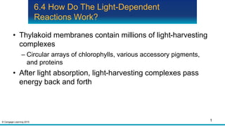 © Cengage Learning 2015
6.4 How Do The Light-Dependent
Reactions Work?
• Thylakoid membranes contain millions of light-harvesting
complexes
– Circular arrays of chlorophylls, various accessory pigments,
and proteins
• After light absorption, light-harvesting complexes pass
energy back and forth
1
 