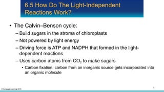 © Cengage Learning 2015
6.5 How Do The Light-Independent
Reactions Work?
• The Calvin–Benson cycle:
– Build sugars in the stroma of chloroplasts
– Not powered by light energy
– Driving force is ATP and NADPH that formed in the light-
dependent reactions
– Uses carbon atoms from CO2 to make sugars
• Carbon fixation: carbon from an inorganic source gets incorporated into
an organic molecule
1
 