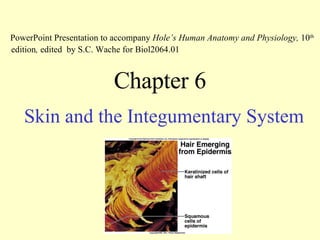 Chapter 6 Skin and the Integumentary System PowerPoint Presentation to accompany  Hole’s Human Anatomy and Physiology,  10 th  edition ,  edited   by S.C. Wache for Biol2064.01 