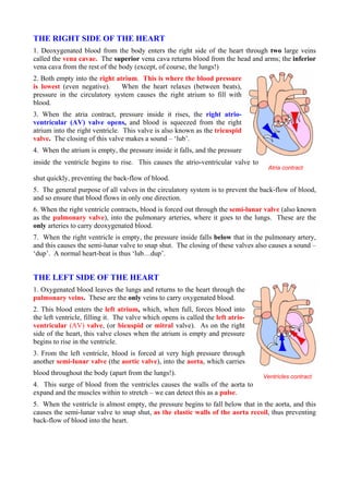 THE RIGHT SIDE OF THE HEART
1. Deoxygenated blood from the body enters the right side of the heart through two large veins
called the vena cavae. The superior vena cava returns blood from the head and arms; the inferior
vena cava from the rest of the body (except, of course, the lungs!)
2. Both empty into the right atrium. This is where the blood pressure
is lowest (even negative). When the heart relaxes (between beats),
pressure in the circulatory system causes the right atrium to fill with
blood.
3. When the atria contract, pressure inside it rises, the right atrio-
ventricular (AV) valve opens, and blood is squeezed from the right
atrium into the right ventricle. This valve is also known as the tricuspid
valve. The closing of this valve makes a sound – ‘lub’.
4. When the atrium is empty, the pressure inside it falls, and the pressure
inside the ventricle begins to rise. This causes the atrio-ventricular valve to
Atria contract
shut quickly, preventing the back-flow of blood.
5. The general purpose of all valves in the circulatory
Ventricles contract
system is to prevent the back-flow of blood,
ry arteries, where it goes to the lungs. These are the
t. The closing of these valves also causes a sound –
up’. A normal heart-beat is thus ‘lub…dup’.
e
es when the atrium is empty and pressure
e aorta, which carries
ta to
p shut, as the elastic walls of the aorta recoil, thus preventing
back-flow of blood into the heart.
and so ensure that blood flows in only one direction.
6. When the right ventricle contracts, blood is forced out through the semi-lunar valve (also known
as the pulmonary valve), into the pulmona
only arteries to carry deoxygenated blood.
7. When the right ventricle is empty, the pressure inside falls below that in the pulmonary artery,
and this causes the semi-lunar valve to snap shu
‘d
THE LEFT SIDE OF THE HEART
1. Oxygenated blood leaves the lungs and returns to the heart through th
pulmonary veins. These are the only veins to carry oxygenated blood.
2. This blood enters the left atrium, which, when full, forces blood into
the left ventricle, filling it. The valve which opens is called the left atrio-
ventricular (AV) valve, (or bicuspid or mitral valve). As on the right
side of the heart, this valve clos
begins to rise in the ventricle.
3. From the left ventricle, blood is forced at very high pressure through
another semi-lunar valve (the aortic valve), into th
blood throughout the body (apart from the lungs!).
4. This surge of blood from the ventricles causes the walls of the aor
expand and the muscles within to stretch – we can detect this as a pulse.
5. When the ventricle is almost empty, the pressure begins to fall below that in the aorta, and this
causes the semi-lunar valve to sna
 