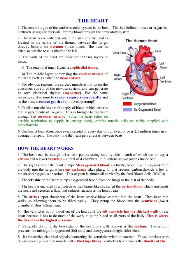 circulatory system multiple choice