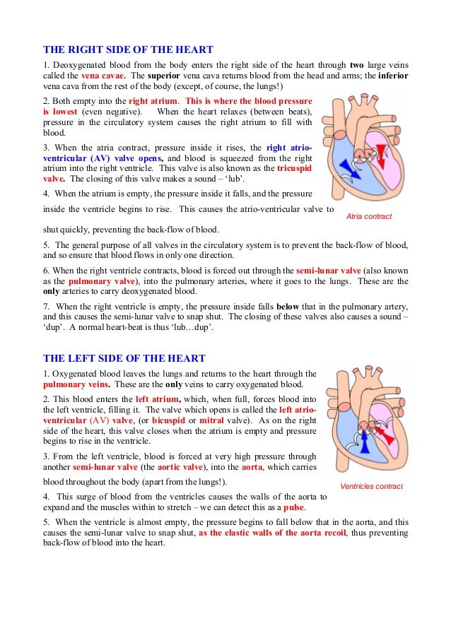 circulatory system multiple choice