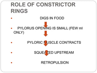 ROLE OF CONSTRICTOR
RINGS
 DIGS IN FOOD
 PYLORUS OPENING IS SMALL (FEW ml
ONLY)
 PYLORIC MUSCLE CONTRACTS
 SQUEAZED UPSTREAM
 RETROPULSION
 