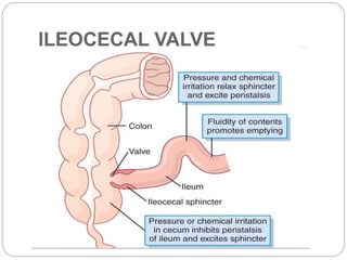 ILEOCECAL VALVE
 