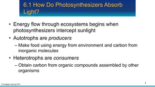 © Cengage Learning 2015
6.1 How Do Photosynthesizers Absorb
Light?
• Energy flow through ecosystems begins when
photosynthesizers intercept sunlight
• Autotrophs are producers
– Make food using energy from environment and carbon from
inorganic molecules
• Heterotrophs are consumers
– Obtain carbon from organic compounds assembled by other
organisms
1
 