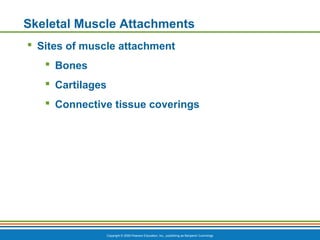 Copyright © 2009 Pearson Education, Inc., publishing as Benjamin Cummings
Skeletal Muscle Attachments
 Sites of muscle attachment
 Bones
 Cartilages
 Connective tissue coverings
 