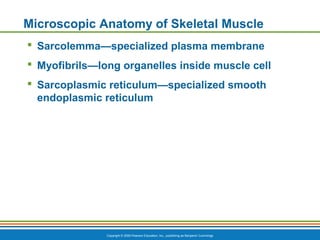Copyright © 2009 Pearson Education, Inc., publishing as Benjamin Cummings
Microscopic Anatomy of Skeletal Muscle
 Sarcolemma—specialized plasma membrane
 Myofibrils—long organelles inside muscle cell
 Sarcoplasmic reticulum—specialized smooth
endoplasmic reticulum
 