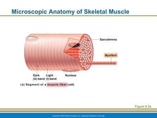 Copyright © 2009 Pearson Education, Inc., publishing as Benjamin Cummings
Microscopic Anatomy of Skeletal Muscle
Figure 6.3a
 