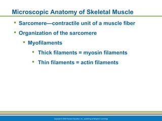 Copyright © 2009 Pearson Education, Inc., publishing as Benjamin Cummings
Microscopic Anatomy of Skeletal Muscle
 Sarcomere—contractile unit of a muscle fiber
 Organization of the sarcomere
 Myofilaments
 Thick filaments = myosin filaments
 Thin filaments = actin filaments
 
