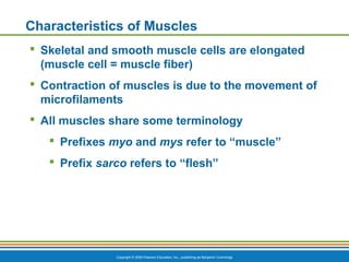 Copyright © 2009 Pearson Education, Inc., publishing as Benjamin Cummings
Characteristics of Muscles
 Skeletal and smooth muscle cells are elongated
(muscle cell = muscle fiber)
 Contraction of muscles is due to the movement of
microfilaments
 All muscles share some terminology
 Prefixes myo and mys refer to “muscle”
 Prefix sarco refers to “flesh”
 