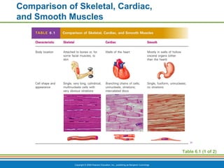 Copyright © 2009 Pearson Education, Inc., publishing as Benjamin Cummings
Comparison of Skeletal, Cardiac,
and Smooth Muscles
Table 6.1 (1 of 2)
 