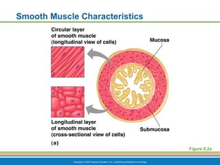 Copyright © 2009 Pearson Education, Inc., publishing as Benjamin Cummings
Smooth Muscle Characteristics
Figure 6.2a
 