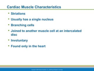 Copyright © 2009 Pearson Education, Inc., publishing as Benjamin Cummings
Cardiac Muscle Characteristics
 Striations
 Usually has a single nucleus
 Branching cells
 Joined to another muscle cell at an intercalated
disc
 Involuntary
 Found only in the heart
 