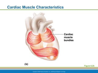 Copyright © 2009 Pearson Education, Inc., publishing as Benjamin Cummings
Cardiac Muscle Characteristics
Figure 6.2b
 