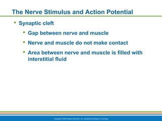 Copyright © 2009 Pearson Education, Inc., publishing as Benjamin Cummings
The Nerve Stimulus and Action Potential
 Synaptic cleft
 Gap between nerve and muscle
 Nerve and muscle do not make contact
 Area between nerve and muscle is filled with
interstitial fluid
 