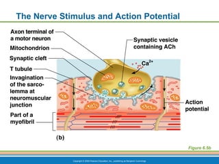 Copyright © 2009 Pearson Education, Inc., publishing as Benjamin Cummings
The Nerve Stimulus and Action Potential
Figure 6.5b
 