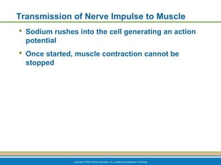 Copyright © 2009 Pearson Education, Inc., publishing as Benjamin Cummings
Transmission of Nerve Impulse to Muscle
 Sodium rushes into the cell generating an action
potential
 Once started, muscle contraction cannot be
stopped
 