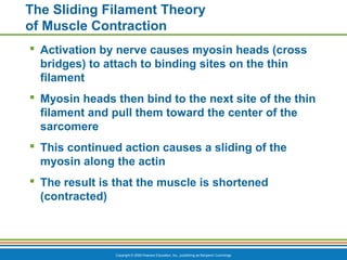 Copyright © 2009 Pearson Education, Inc., publishing as Benjamin Cummings
The Sliding Filament Theory
of Muscle Contraction
 Activation by nerve causes myosin heads (cross
bridges) to attach to binding sites on the thin
filament
 Myosin heads then bind to the next site of the thin
filament and pull them toward the center of the
sarcomere
 This continued action causes a sliding of the
myosin along the actin
 The result is that the muscle is shortened
(contracted)
 