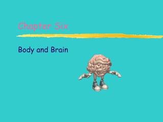 Chapter Six Body and Brain 
