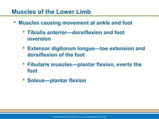 CVA A&P - Chapter 6c: Muscle Movements and Major Muscles | PPT