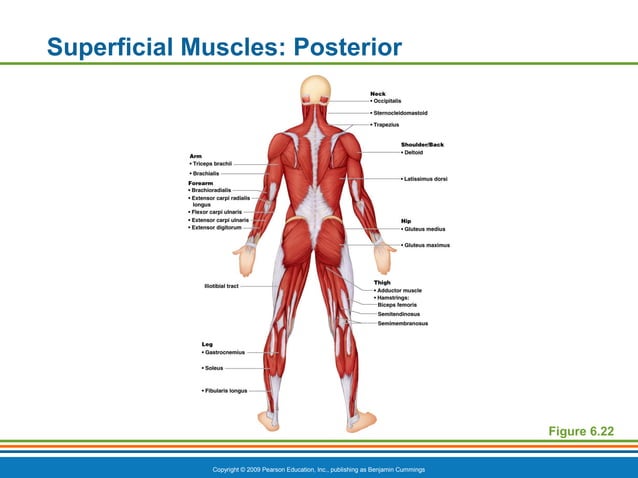 CVA A&P - Chapter 6c: Muscle Movements and Major Muscles | PPT