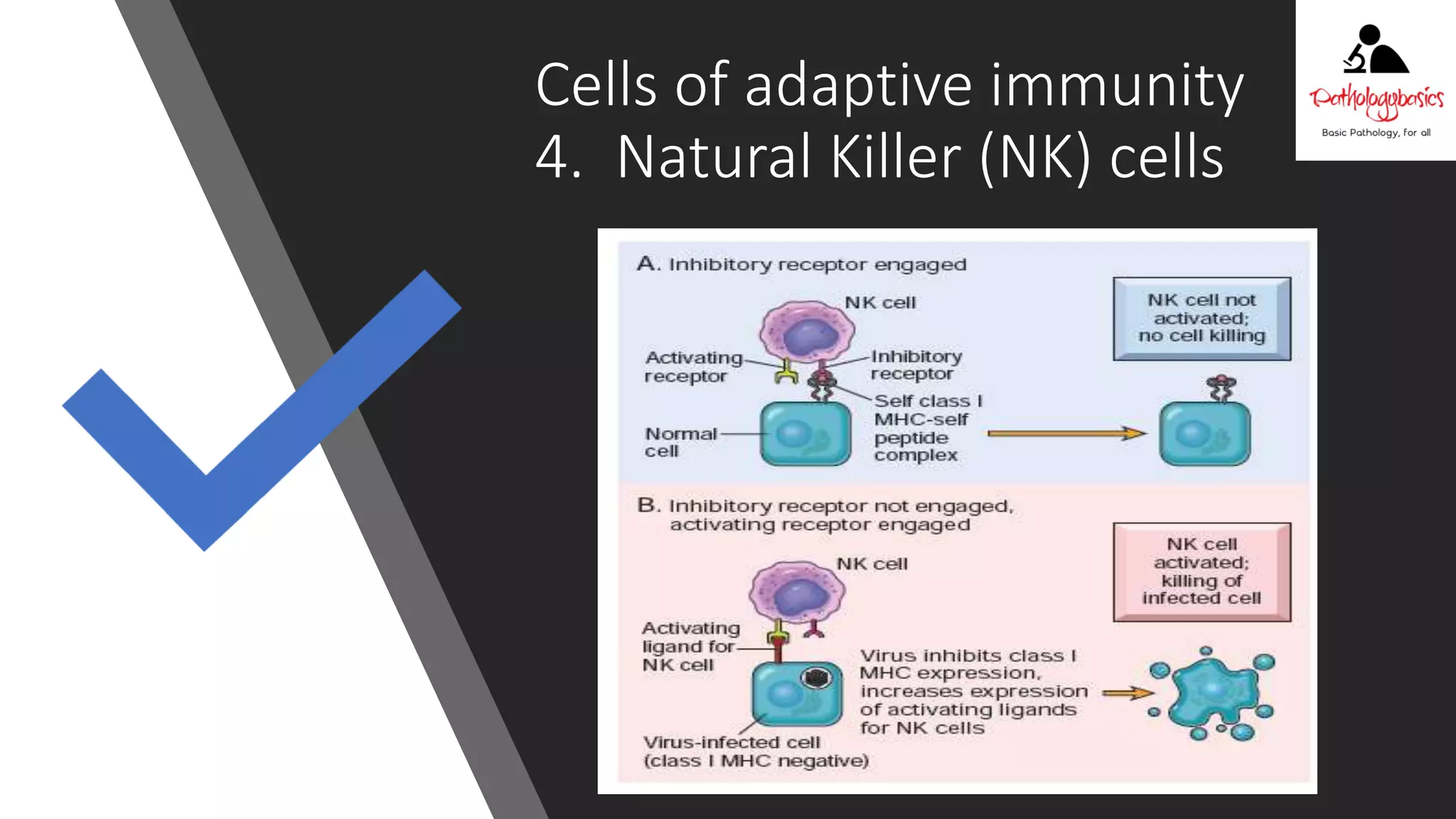 Ch 6 diseases of the immune system part 1 | PPTX