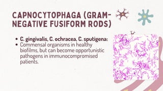 Fuiform Rods CH6_ Periodontal Microbiology……………………….. | PDF