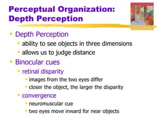 Perceptual Organization:
Depth Perception
 Depth Perception
   ability to see objects in three dimensions
   allows us to judge distance
 Binocular cues
   retinal disparity
      images from the two eyes differ
      closer the object, the larger the disparity
   convergence
      neuromuscular cue
      two eyes move inward for near objects
 