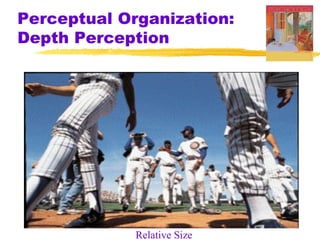 Perceptual Organization:
Depth Perception




             Relative Size
 