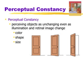 Perceptual Constancy
 Perceptual Constancy
    perceiving objects as unchanging even as
     illumination and retinal image change
        color
        shape
        size
 