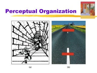 Perceptual Organization
 