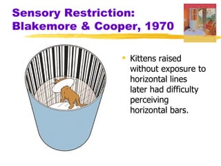 Sensory Restriction:
Blakemore & Cooper, 1970

                 Kittens raised
                  without exposure to
                  horizontal lines
                  later had difficulty
                  perceiving
                  horizontal bars.
 