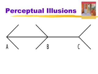Perceptual Illusions
 