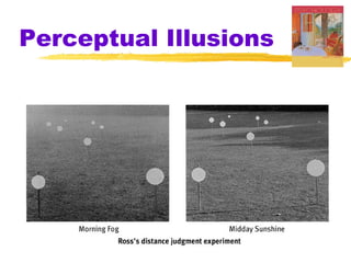 Perceptual Illusions
 