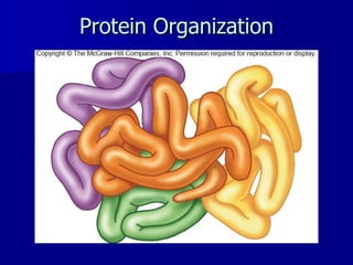 Protein Organization 
