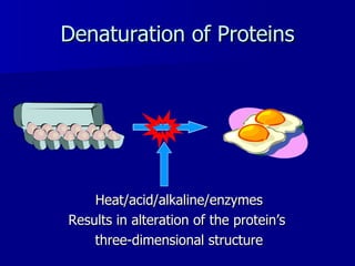 Denaturation of Proteins Heat/acid/alkaline/enzymes Results in alteration of the protein ’s  three-dimensional structure 