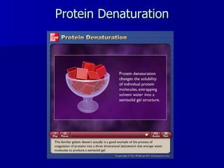 Protein Denaturation 