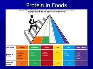 Protein in Foods 