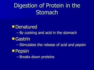 Digestion of Protein in the Stomach Denatured  By cooking and acid in the stomach Gastrin   Stimulates the release of acid and pepsin Pepsin  Breaks down proteins 